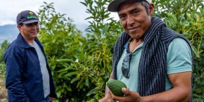 Two Men Farming Avocados in a Local Community